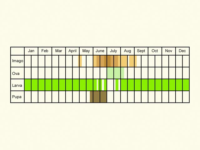  Life stages table Copyright Martin Evans 