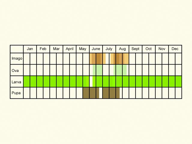  Life stages table Copyright Martin Evans 