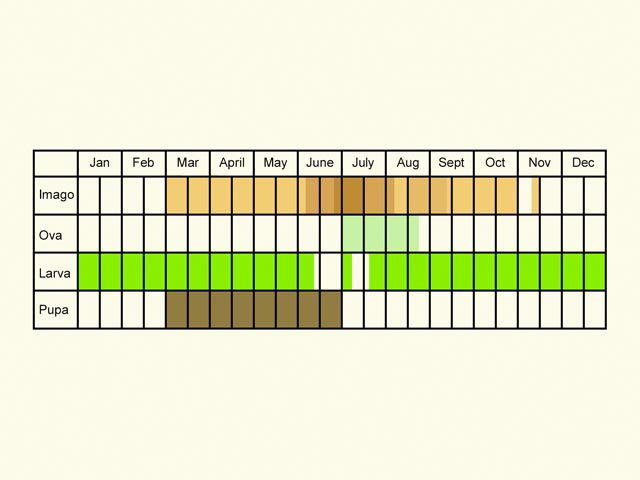  Life stages table Copyright Martin Evans 