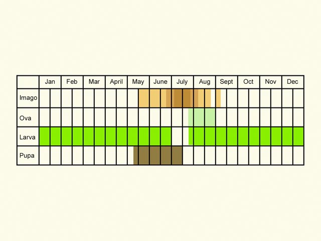 Life stages table Copyright Martin Evans 