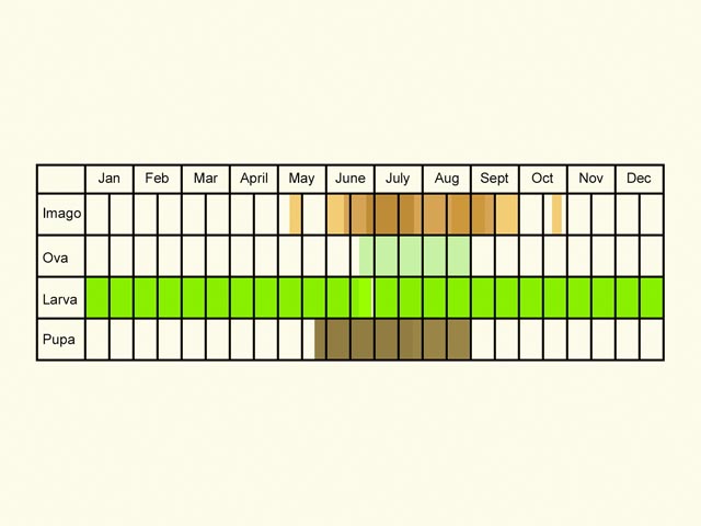  Life stages table Copyright Martin Evans 