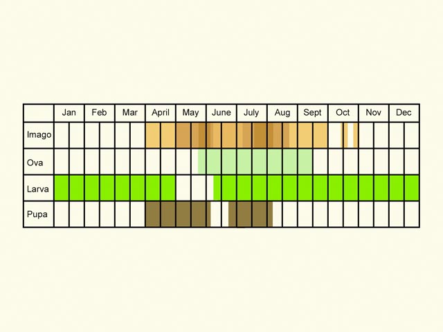  Life stages table Copyright Martin Evans 