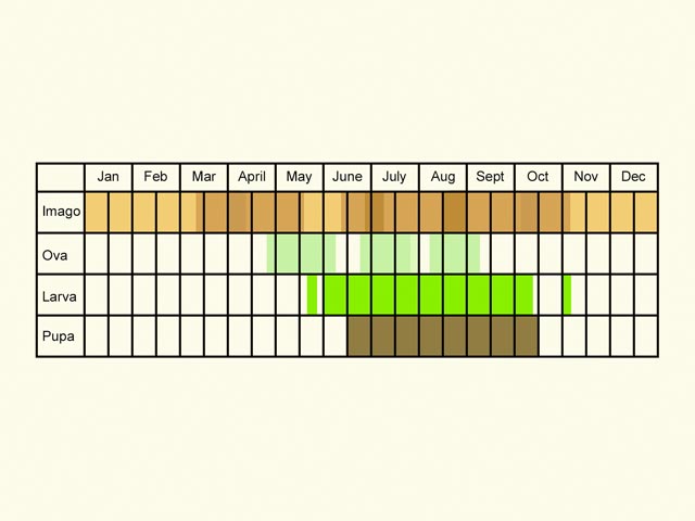  Life stages table Copyright Martin Evans 