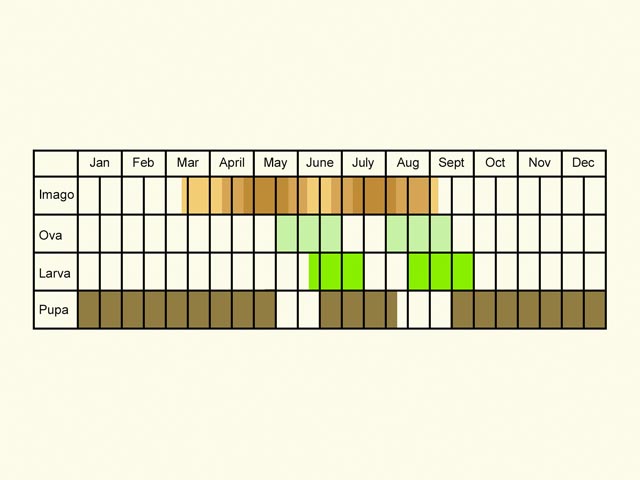  Life stages table Copyright Martin Evans 