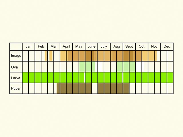  Life stages table Copyright Martin Evans 