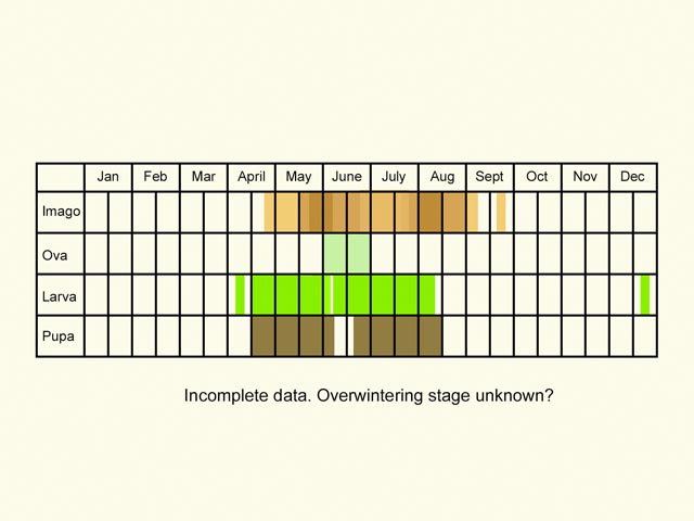  Life stages table Copyright Martin Evans 