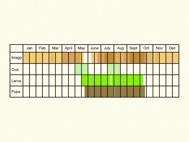  Life stages table Copyright Martin Evans 