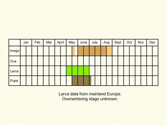  Life stages table Copyright Martin Evans 