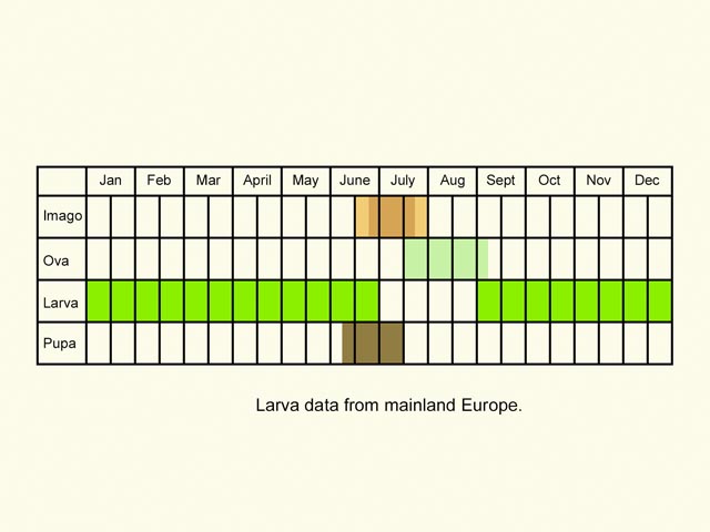  Life stages table Copyright Martin Evans 
