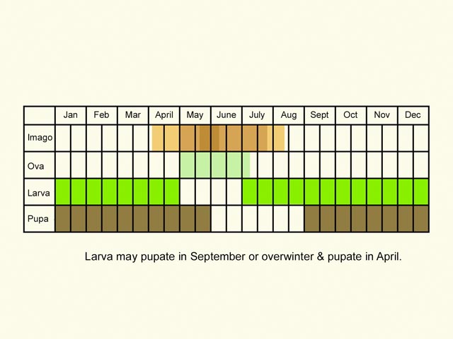  Life stages table Copyright Martin Evans 