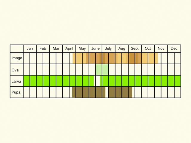  Life stages table Copyright Martin Evans 