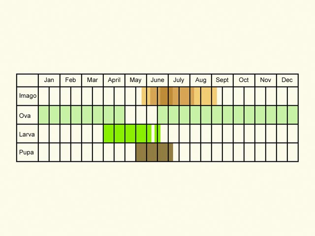  Life stages table Copyright Martin Evans 