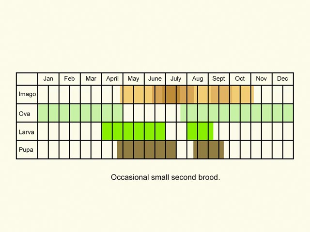  Life stages table Copyright Martin Evans 