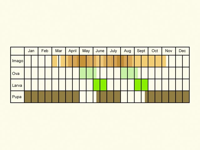  Life stages table Copyright Martin Evans 