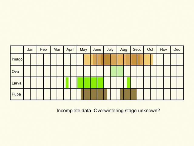  Life stages table Copyright Martin Evans 