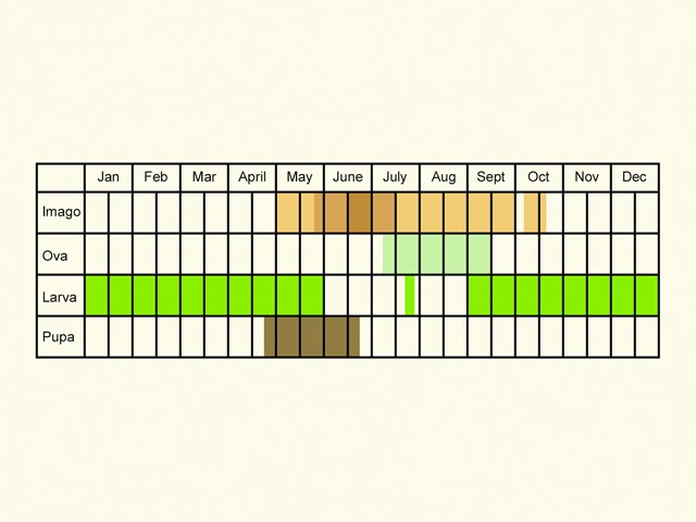  Life stages table Copyright Martin Evans 