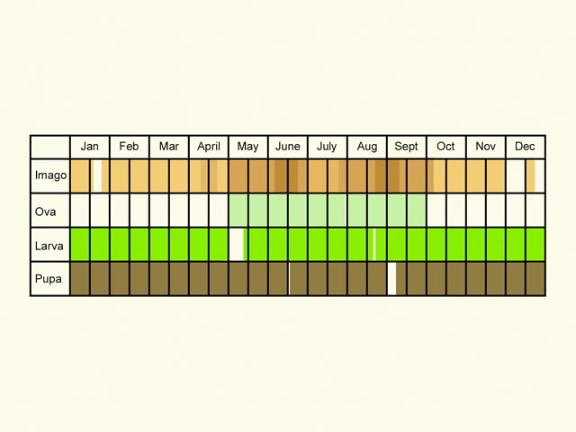  Life stages table Copyright Martin Evans 