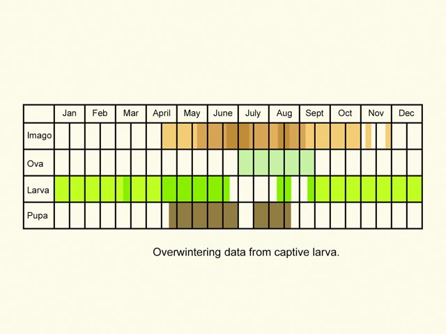  Life stages table Copyright Martin Evans 