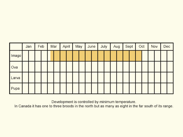  Life stages table Copyright Martin Evans 