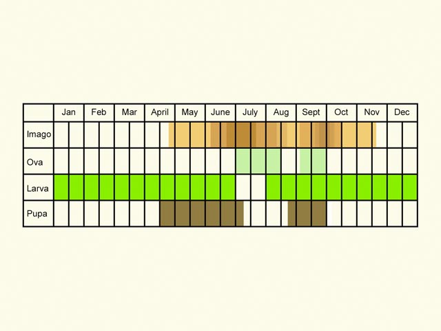 Life stages table Copyright Martin Evans 