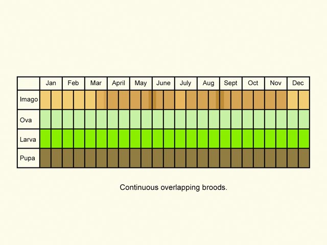  Life stages table Copyright Martin Evans 