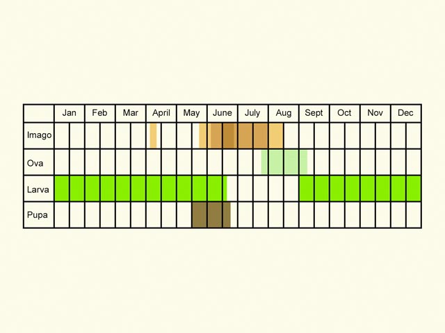  Life stages table Copyright Martin Evans 