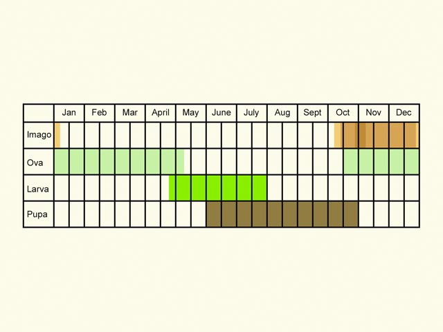  Life stages table Copyright Martin Evans 