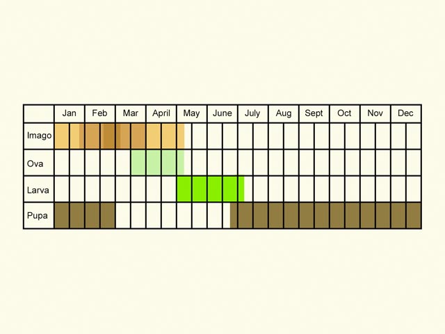  Life stages table Copyright Martin Evans 