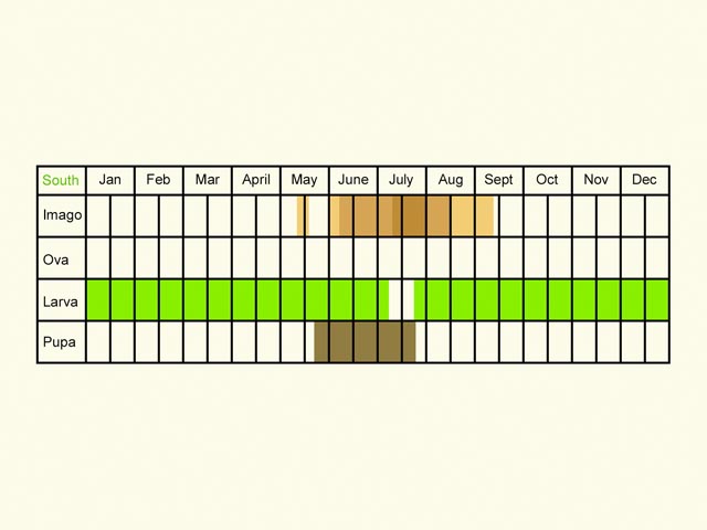  Life stages table Copyright Martin Evans 