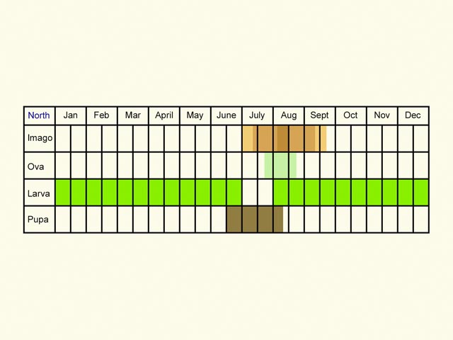  Life stages table north Copyright Martin Evans 