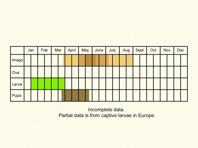  Life stages table Copyright Martin Evans 