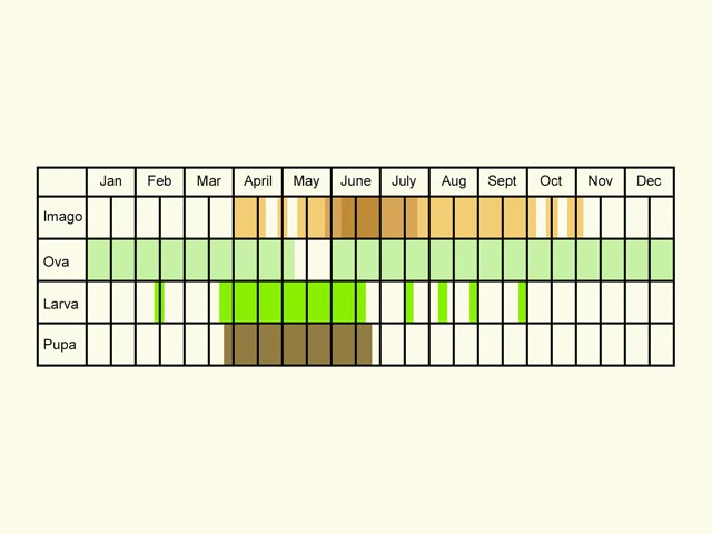  Life stages table Copyright Martin Evans 