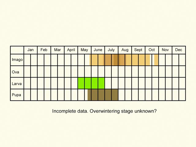  Life stages table Copyright Martin Evans 