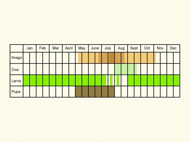  Life stages table Copyright Martin Evans 