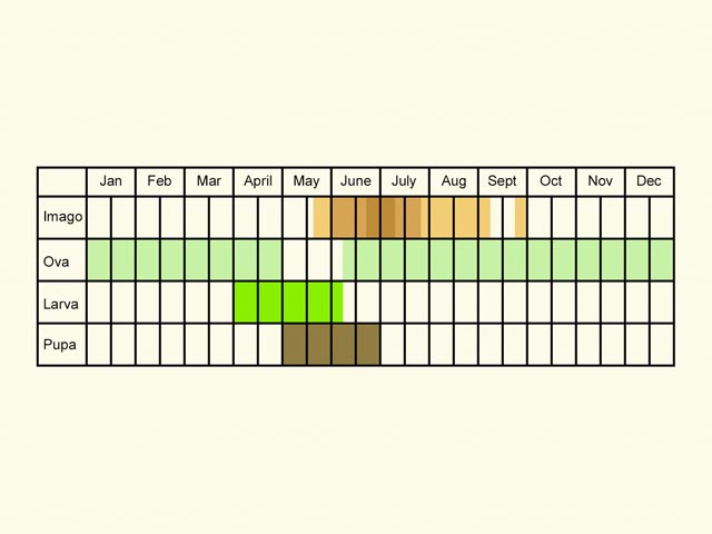  Life stages table Copyright Martin Evans 