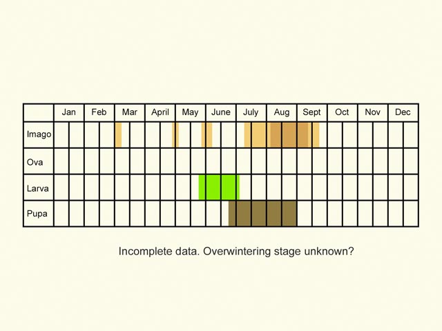  Life stages table Copyright Martin Evans 