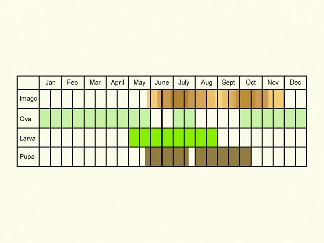  Life stages table Copyright Martin Evans 