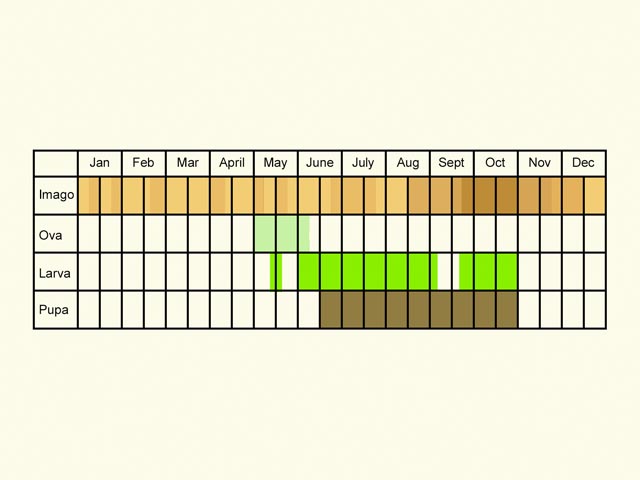  Life stages table Copyright Martin Evans 