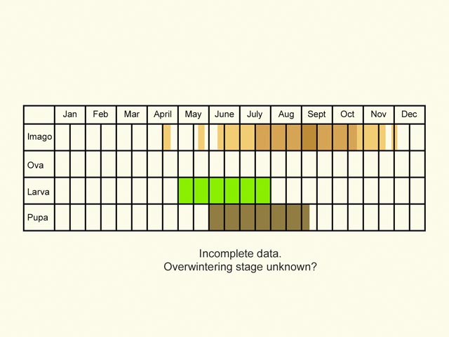  Life stages table Copyright Martin Evans 