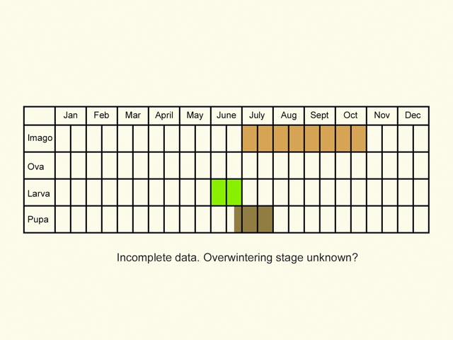  Life stages table Copyright Martin Evans 