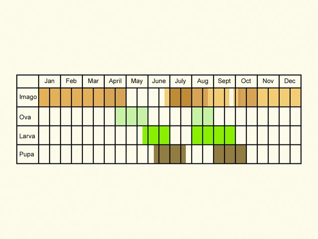  Life stages table Copyright Martin Evans 