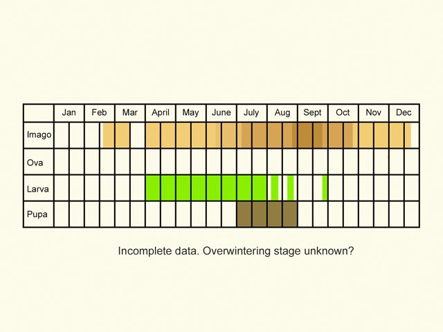  Life stages table Copyright Martin Evans 