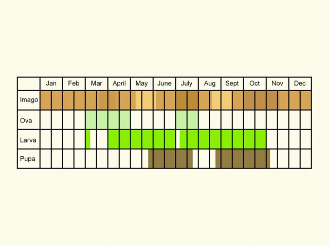 Life stages table Copyright Martin Evans 