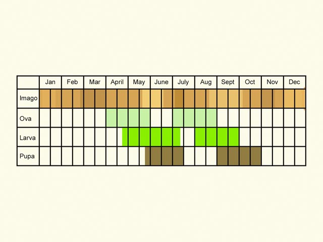  Life stages table Copyright Martin Evans 