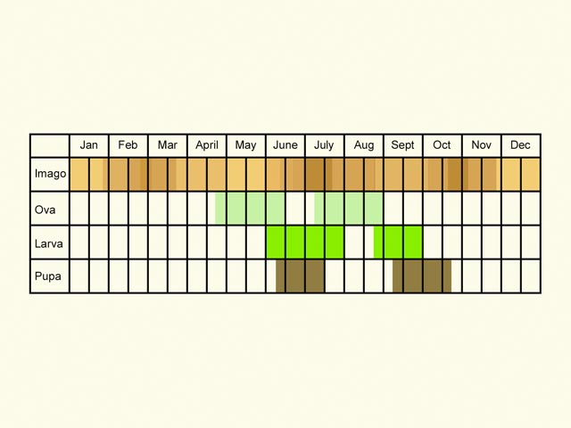  Life stages table Copyright Martin Evans 