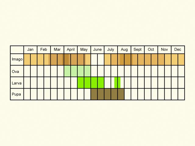  Life stages table Copyright Martin Evans 