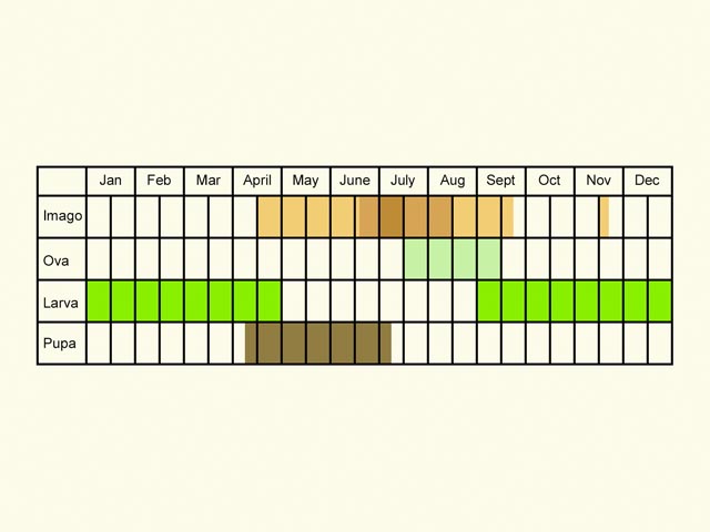  Life stages table Copyright Martin Evans 