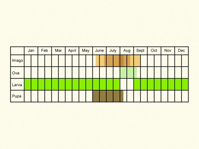  Life stages table Copyright Martin Evans 