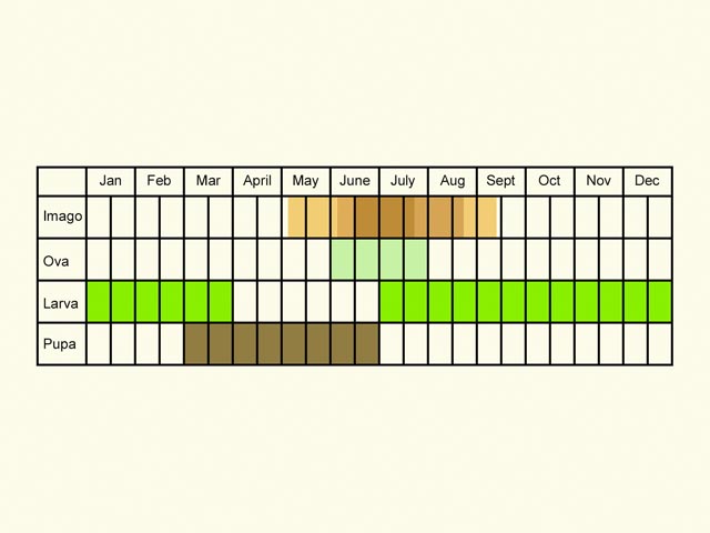  Life stages table Copyright Martin Evans 