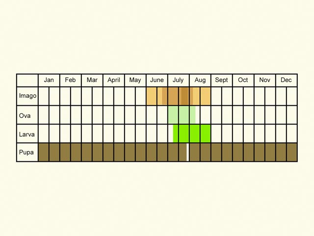  Life stages table Copyright Martin Evans 